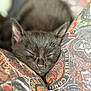 kitten, cat, sleeping, black_cat, closeup, patterned_fabric, colorful, cozy, nap, fur, whiskers, cute, resting, soft, indoor, animal, pet, tiny, peaceful, comfort