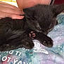 kitten, black_cat, sleeping, paw, hand, shirt, butterfly, colorful, galaxy_pattern, cozy, close_up, pet, animal, fur, resting, cute, soft, indoor, companion, tender