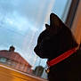 Knox joined the competition — help win amazing prizes! cat, black_cat, silhouette, collar, bell, window, reflection, indoor, pet, animal, side_profile, evening_light, blurred_background, domestic_cat, feline, looking_out, quiet, contemplation, red_collar, closeup