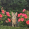 animal, bloom, cat, curious, cute, flowers, foliage, garden, grass, greenery, kitten, nature, outdoor, pet, pink_flowers, plant, portrait, sitting, tabby, young_cat