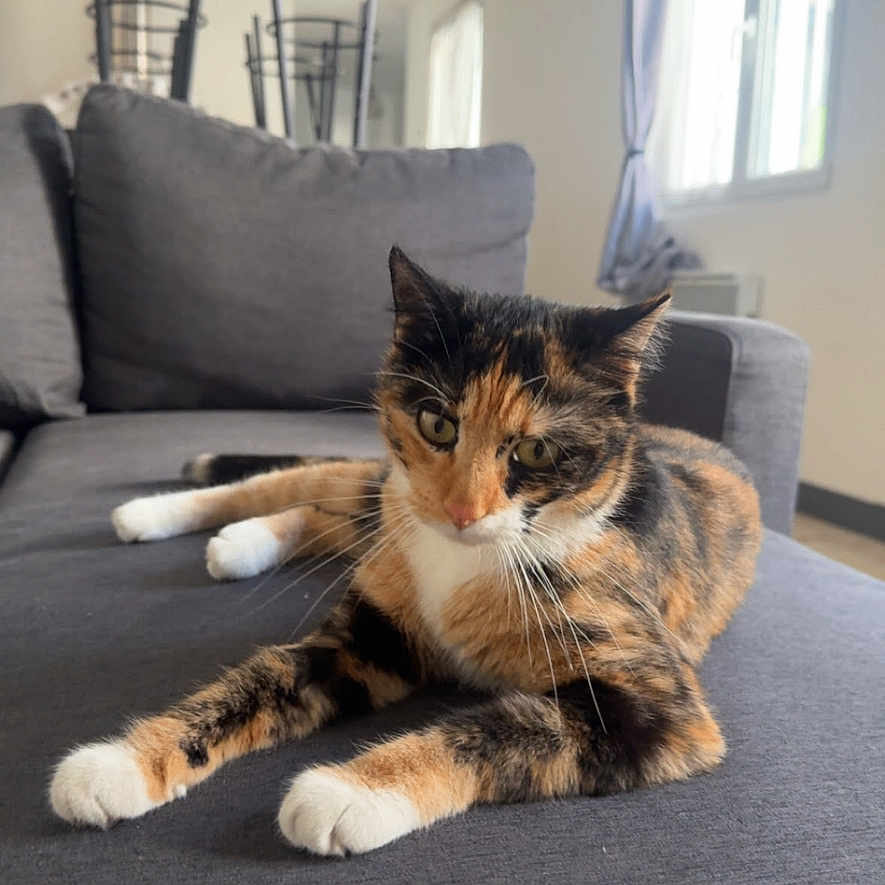 Violette participe au concours pour gagner de l'argent avec cette photo : abyssinian, animal, architecture, building, cat, chair, couch, cushion, den, furniture, homedecor, indoors, interiordesign, kitten, livingroom, manx, pet, room, table, wood