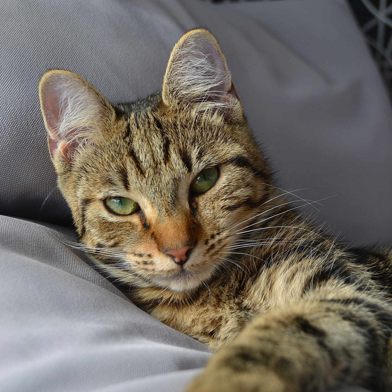 Miel participe au concours pour gagner de l'argent avec cette photo : abyssinian, animal, armchair, cat, chair, couch, furniture, kitten, manx, ocelot, pet