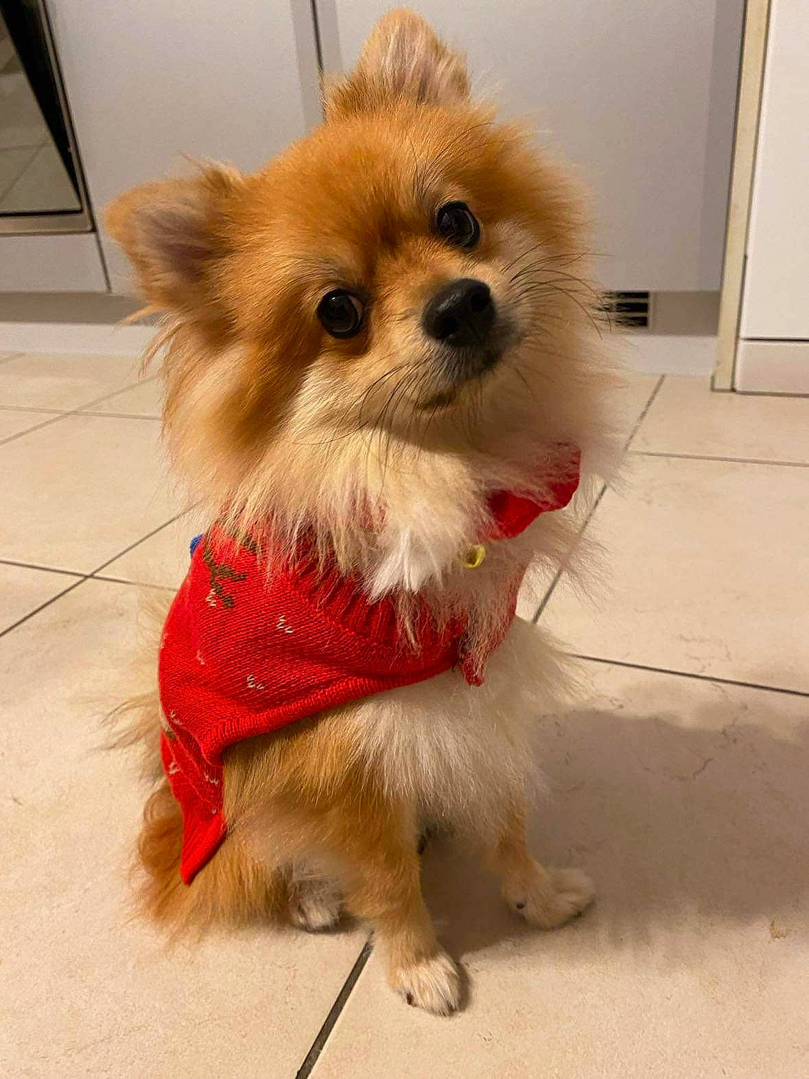 Symba a rejoint le concours — aidez-le/la à gagner de superbes lots ! canidae, carnivore, collar, companion_dog, dog, dog_breed, dog_clothes, dog_supply, fawn, firefighter, flooring, fur, german_spitz, liver, pomeranian, snout, sporting_group, toy_dog, whiskers, working_animal