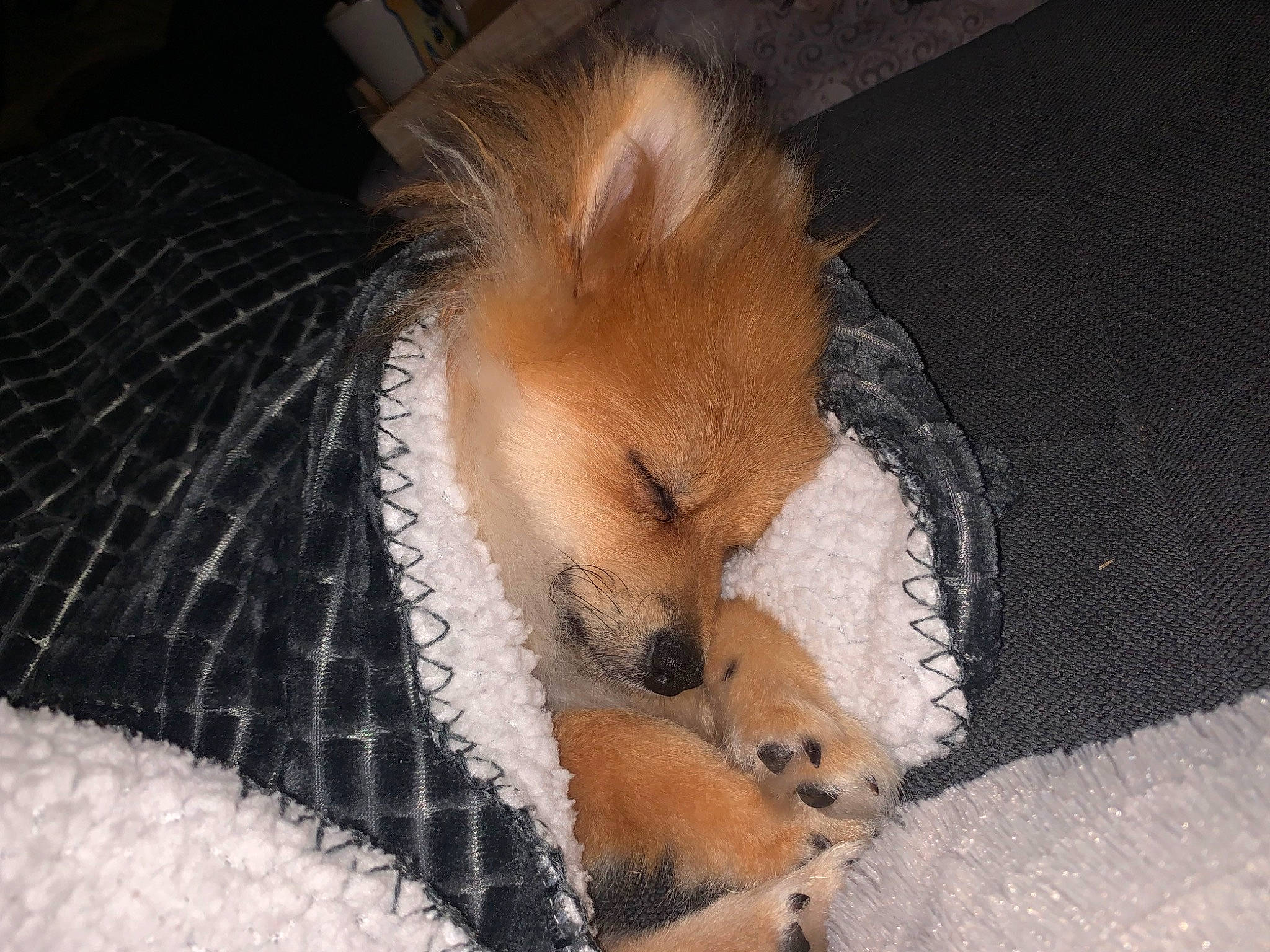 Symba participe au concours pour gagner de l'argent avec cette photo : canidae, carnivore, comfort, companion_dog, dog, dog_bed, dog_breed, dog_supply, fawn, fur, nap, paw, pet_supply, snout, spitz, sporting_group, tail, terrestrial_animal, toy_dog, whiskers