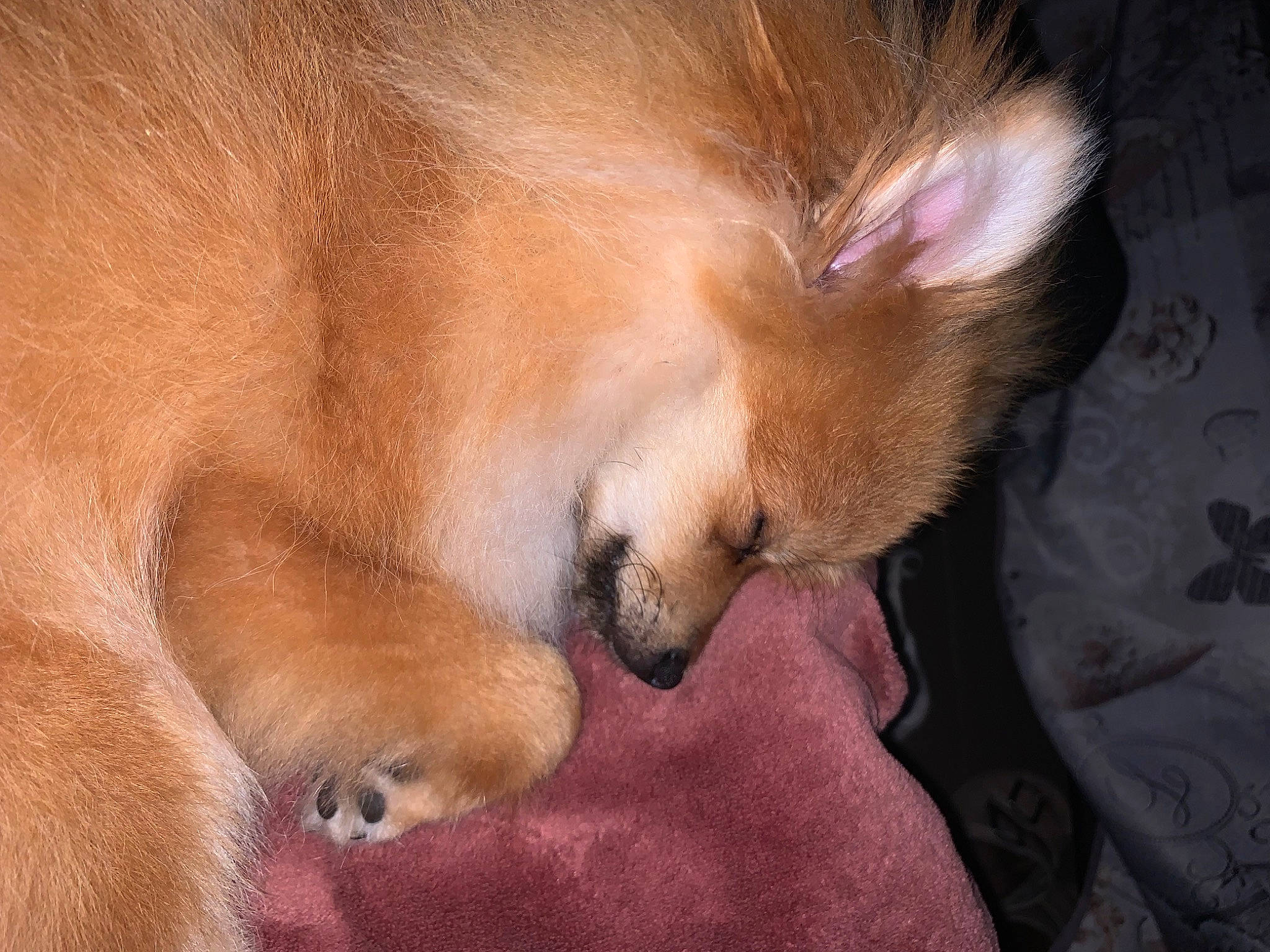 Symba participe au concours pour gagner de l'argent avec cette photo : canidae, carnivore, comfort, companion_dog, dog, dog_breed, ear, fawn, fur, nap, paw, pomeranian, snout, spitz, sporting_group, terrestrial_animal, toy_dog, watch, whiskers, wildlife