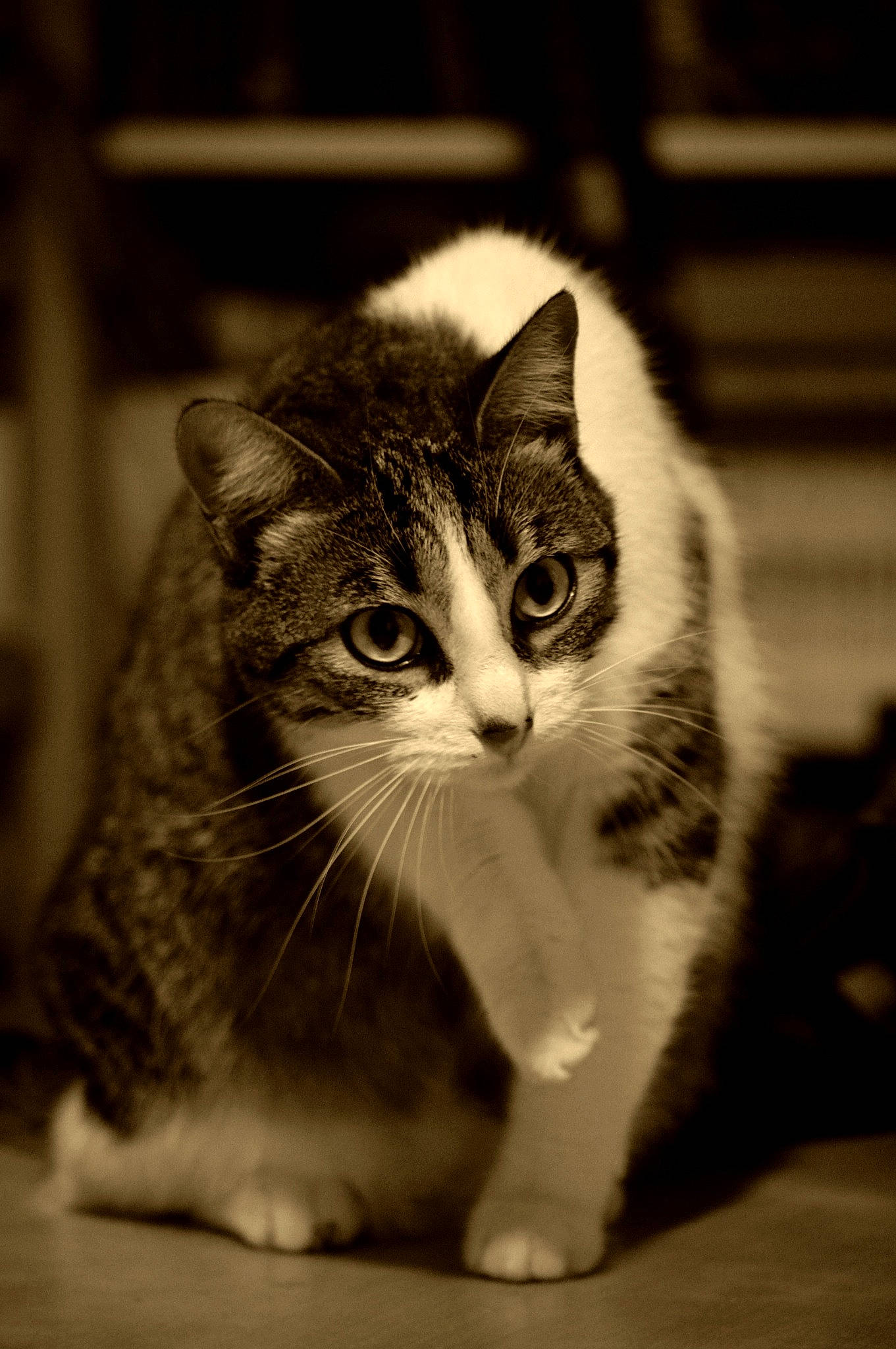 Wonder a rejoint le concours — aidez-le/la à gagner de superbes lots ! american_shorthair, american_wirehair, asian, black_and_white, carnivore, cat, domestic_short_haired_cat, european_shorthair, eye, felidae, fur, kitten, mammal, monochrome, norwegian_forest_cat, photography, small_to_medium_sized_cats, snout, tabby_cat, whiskers