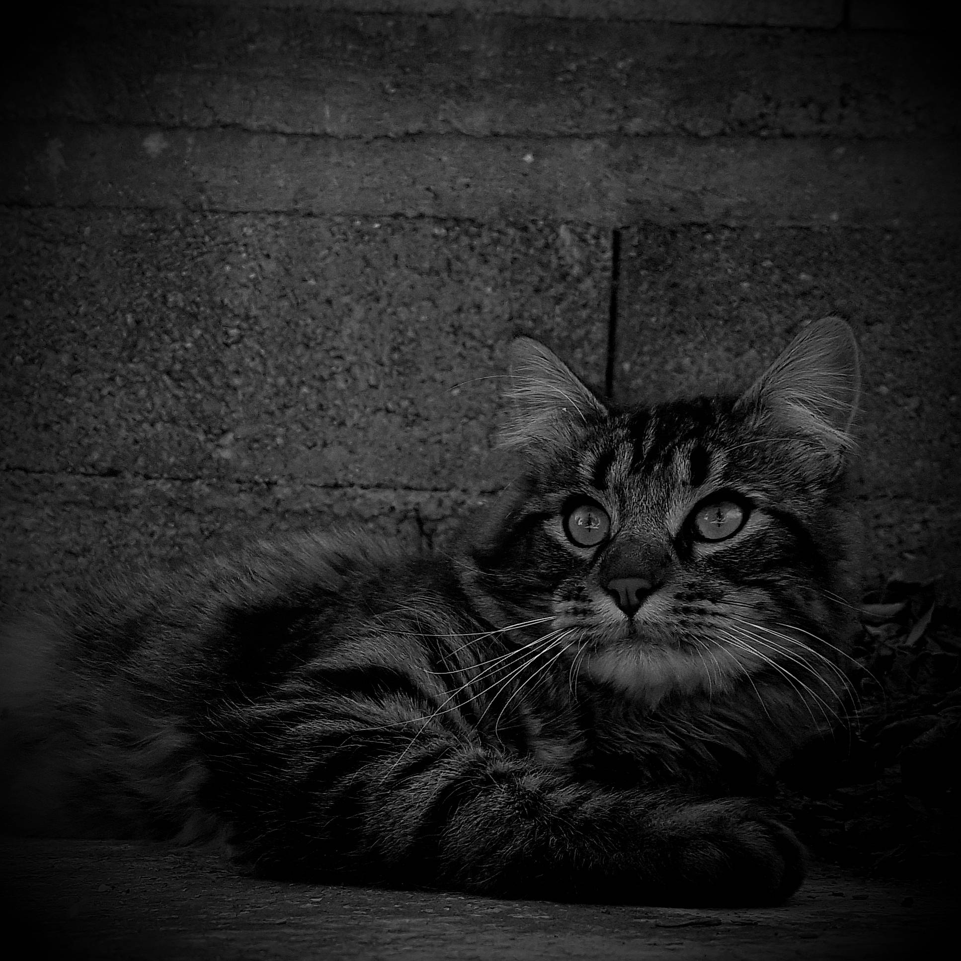 Réglisse participe au concours pour gagner de l'argent avec cette photo : asian, black, black_and_white, black_cat, carnivore, cat, darkness, domestic_short_haired_cat, european_shorthair, felidae, monochrome, monochrome_photography, norwegian_forest_cat, photography, small_to_medium_sized_cats, snout, stock_photography, style, tabby_cat, whiskers