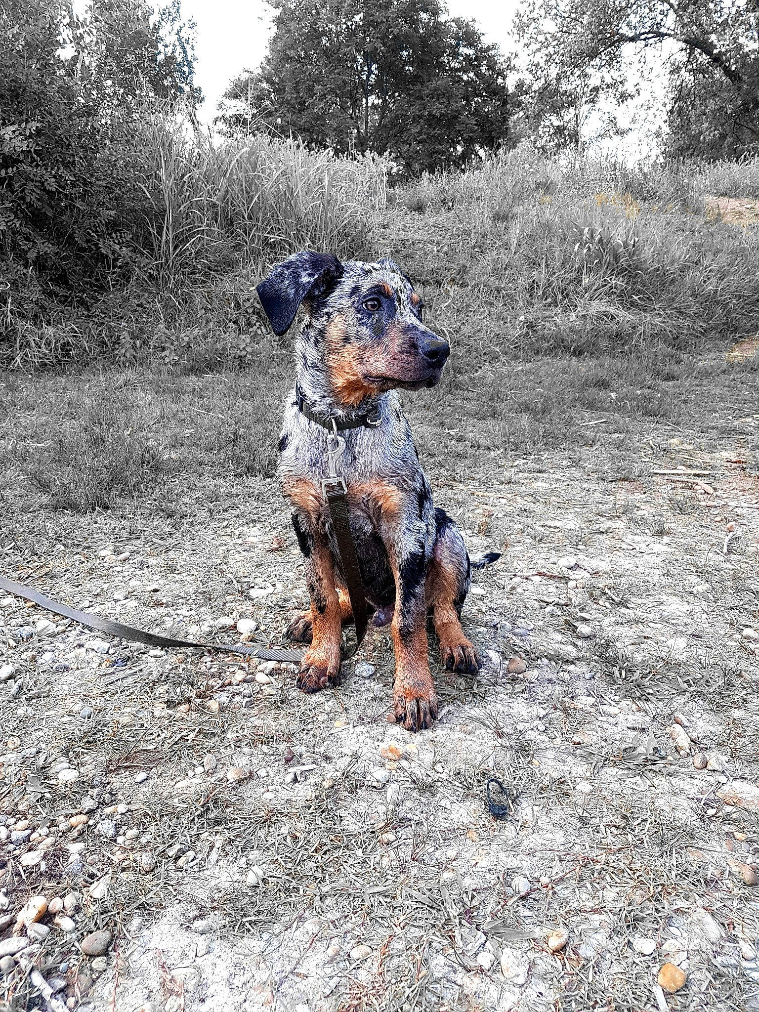 Shaman a rejoint le concours — aidez-le/la à gagner de superbes lots ! canidae, carnivore, dog, dog_breed, hunting_dog, mammal, rare_breed_dog, sporting_group, vertebrate