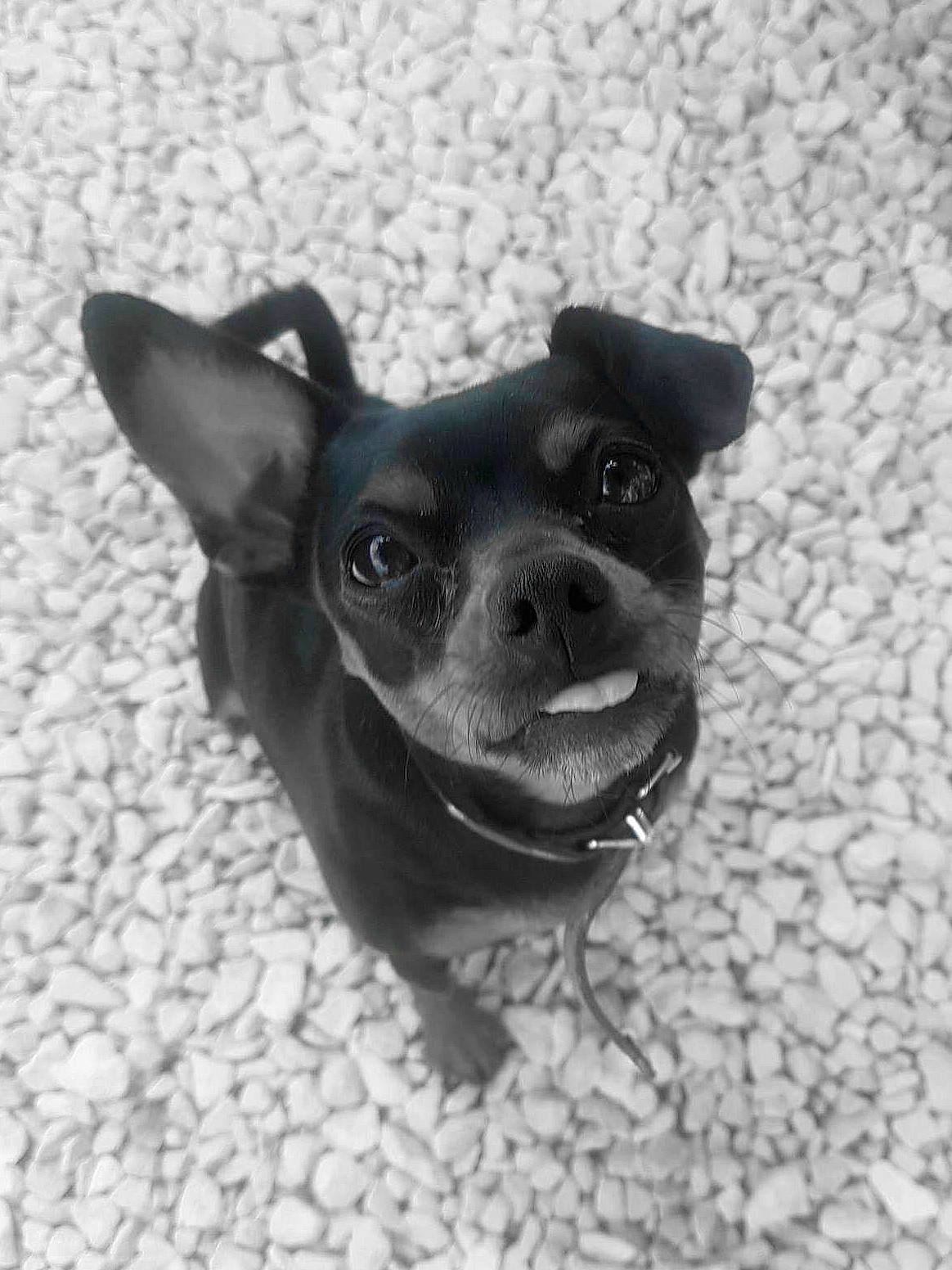 Baila participe au concours pour gagner de l'argent avec cette photo : canidae, carnivore, chihuahua, companion_dog, dog, dog_breed, ear, mammal, miniature_pinscher, puppy, rare_breed_dog, snout, sporting_group, toy_dog