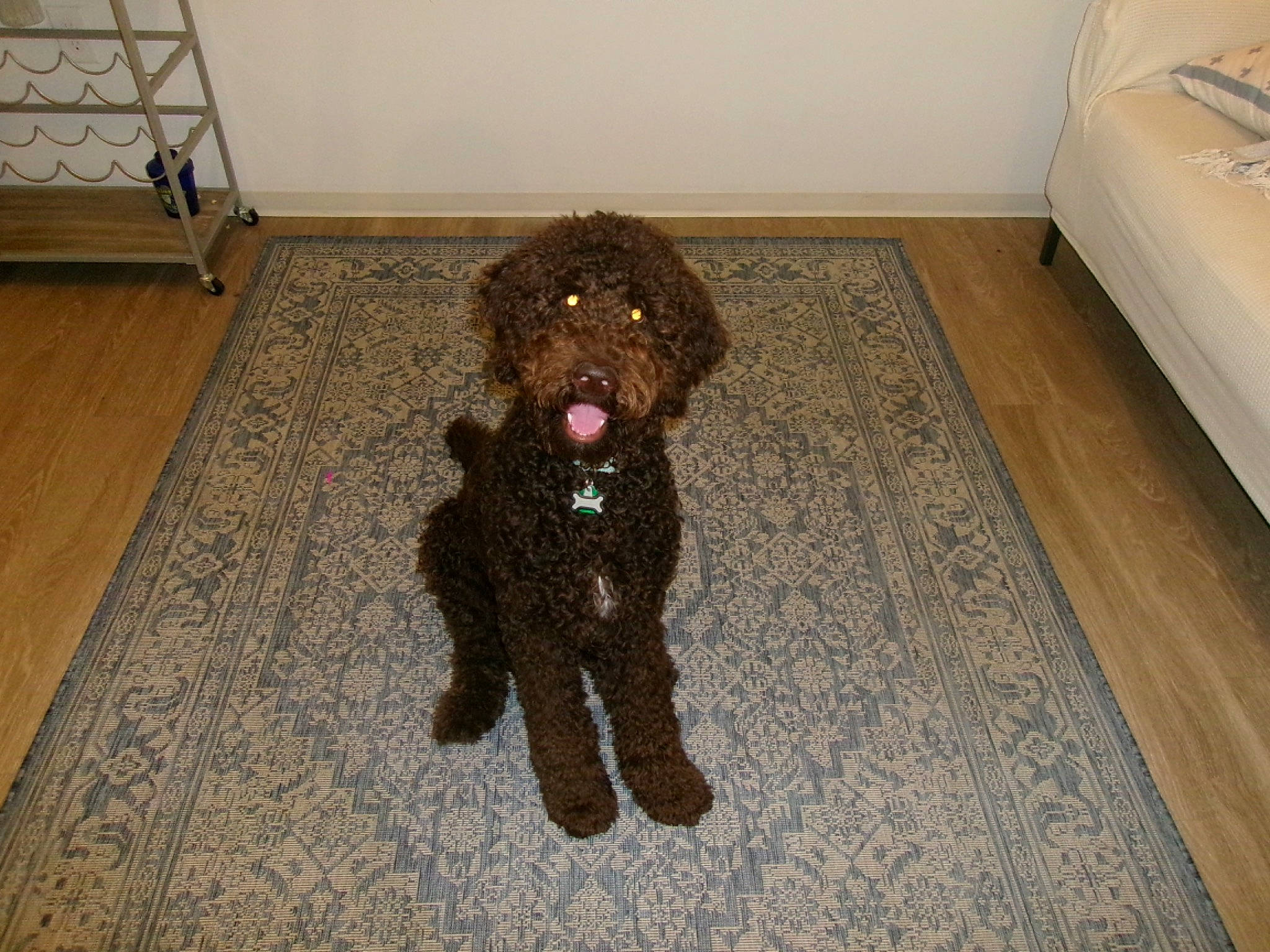 Cruz Bauer is registered to the contest to win money with this photo: canidae, carnivore, companion_dog, dog, dog_breed, dog_supply, floor, flooring, fur, hardwood, labradoodle, liver, pet_supply, spaniel, sporting_group, terrier, toy_dog, water_dog, wood, working_animal