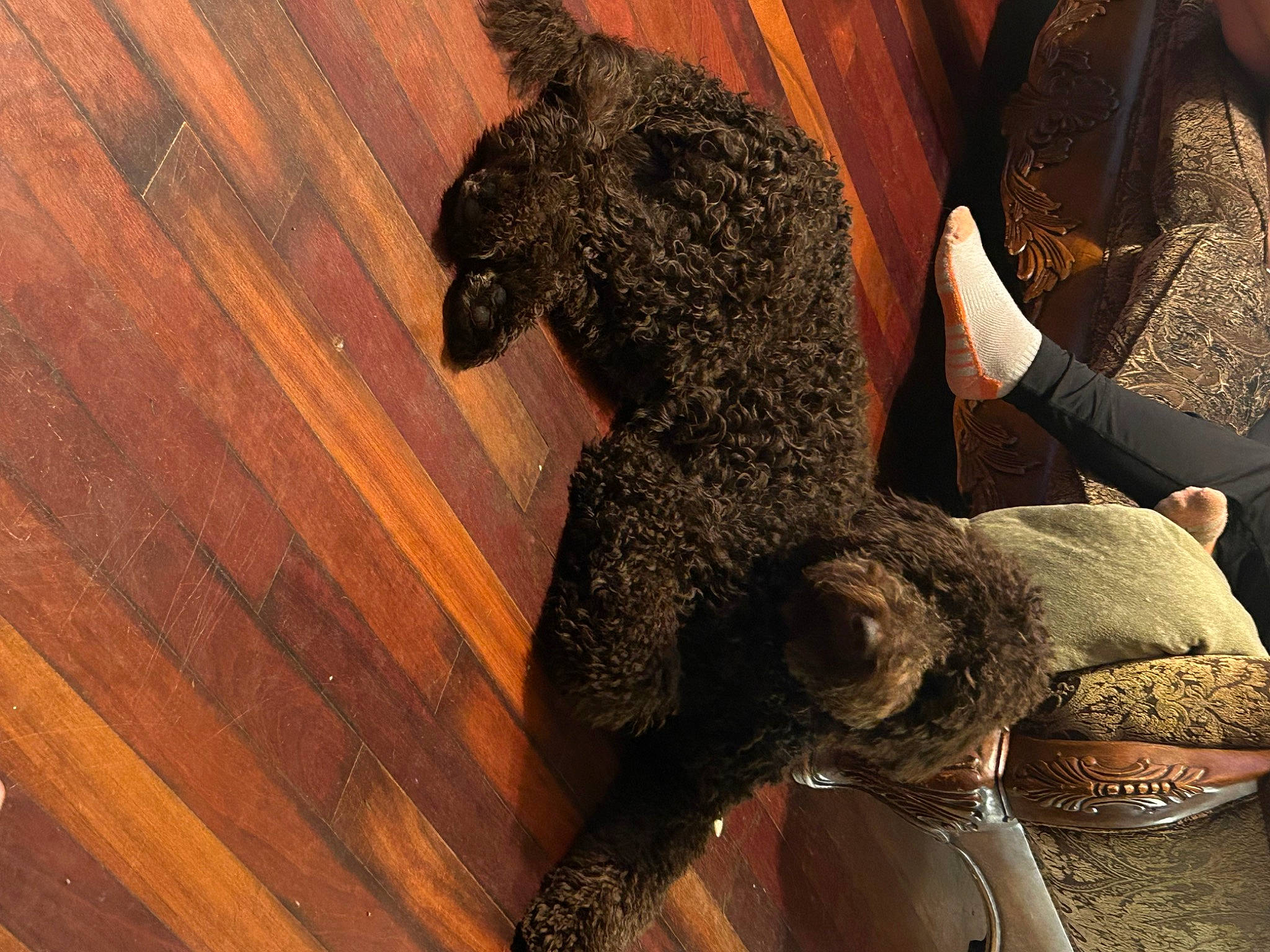 Cruz Bauer is registered to the contest to win money with this photo: art, canidae, companion_dog, dog_breed, flooring, fur, hardwood, metal, pattern, plank, plywood, sitting, stuffed_toy, tail, terrestrial_animal, toy, varnish, wood, wood_flooring, wood_stain