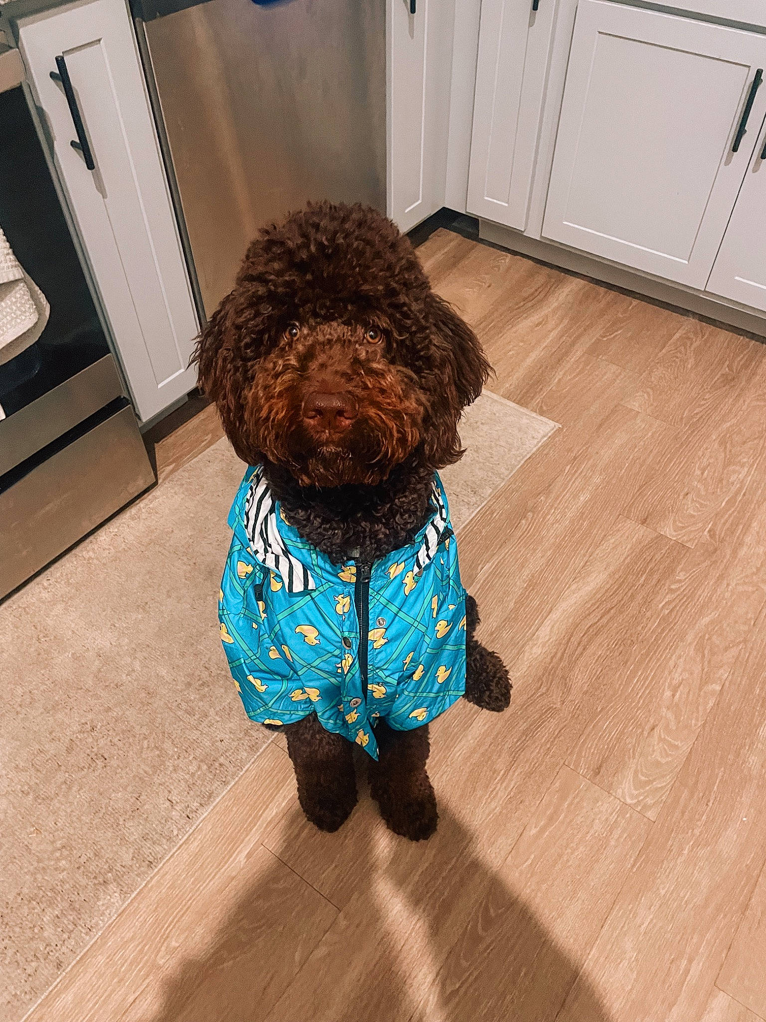 Cruz Bauer is registered to the contest to win money with this photo: cabinetry, carnivore, companion_dog, dog, dog_breed, dog_clothes, dog_supply, floor, flooring, hardwood, kitchen_appliance, laminate_flooring, liver, pet_supply, poodle, toy_dog, water_dog, wood, wood_flooring, wood_stain