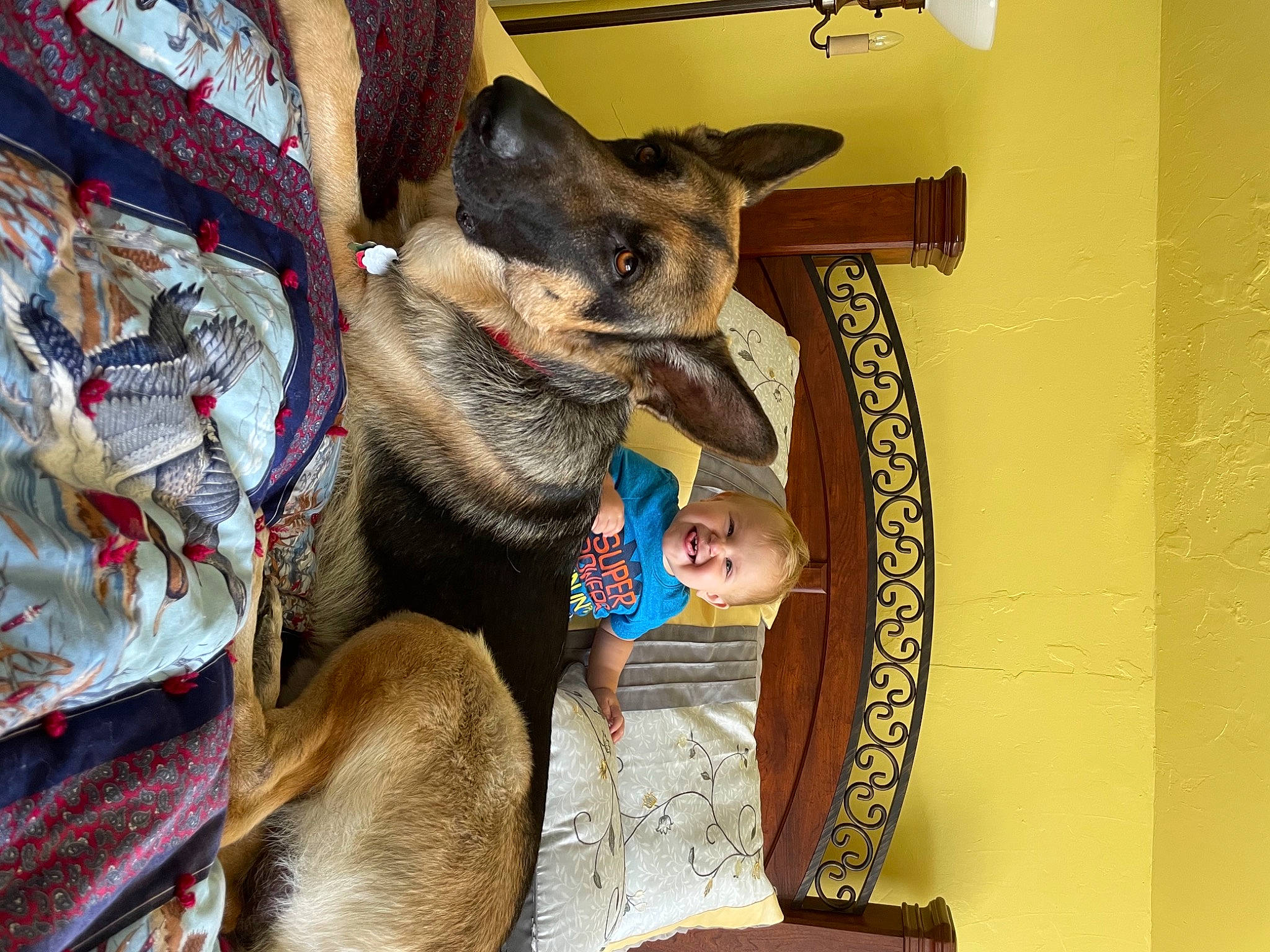 Elikai joined the competition — help win amazing prizes! canidae, canis, carnivore, comfort, companion_dog, dog, dog_breed, fawn, fur, jaw, joy, person, small_to_medium_sized_cats, snout, sporting_group, wood, working_animal