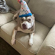 Hazel Sue joined the competition — help win amazing prizes! dog, party_hat, couch, beige, indoor, pet, animal, celebration, colorful, fur, canine, looking_up, resting, living_room, domestic, cute, portrait, funny, hat, comfortable