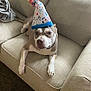 dog, party_hat, couch, beige, indoor, pet, animal, celebration, colorful, fur, canine, looking_up, resting, living_room, domestic, cute, portrait, funny, hat, comfortable