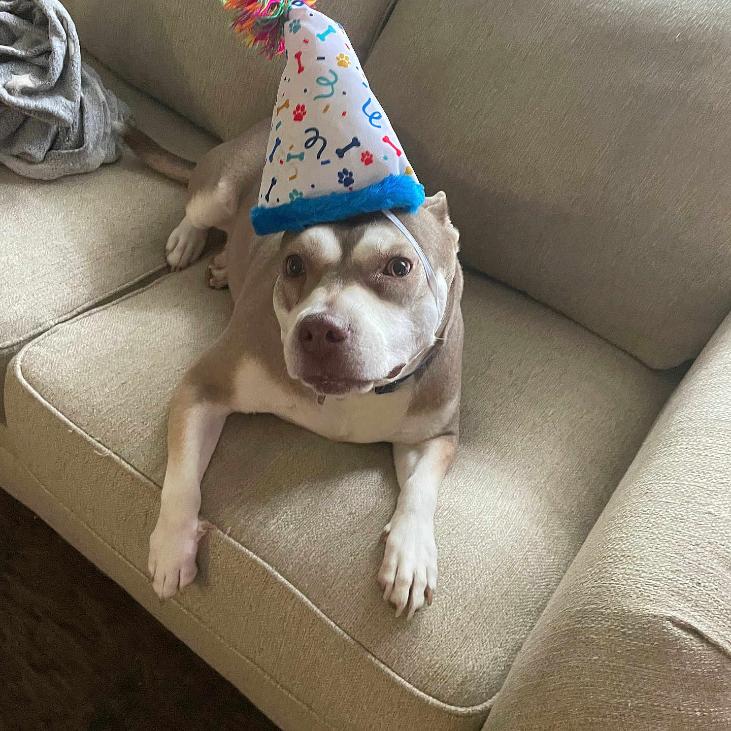 Hazel Sue joined the competition — help win amazing prizes! animal, beige, canine, celebration, colorful, comfortable, couch, cute, dog, domestic, funny, fur, hat, indoor, living_room, looking_up, party_hat, pet, portrait, resting