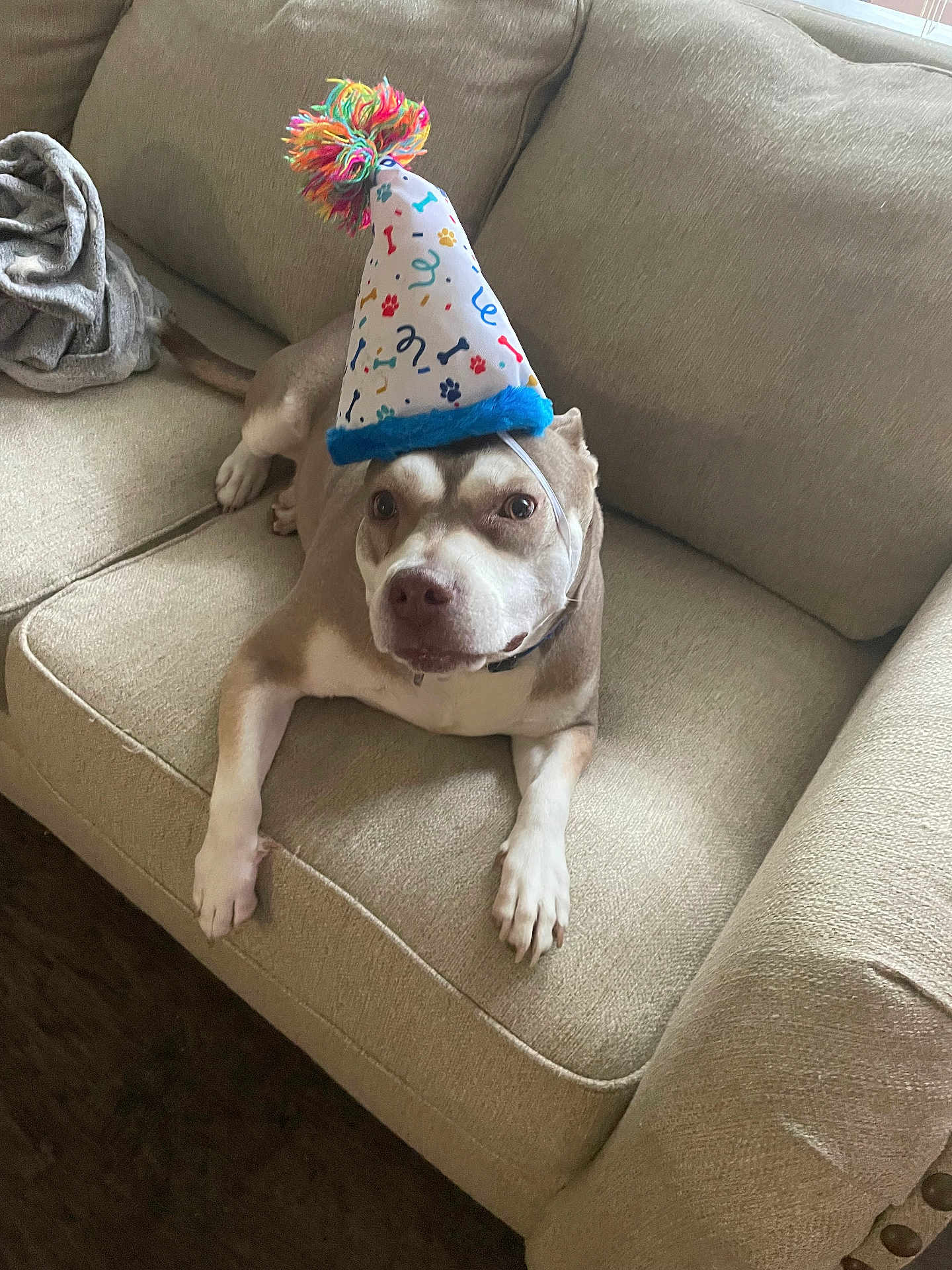 Hazel Sue joined the competition — help win amazing prizes! dog, party_hat, couch, beige, indoor, pet, animal, celebration, colorful, fur, canine, looking_up, resting, living_room, domestic, cute, portrait, funny, hat, comfortable