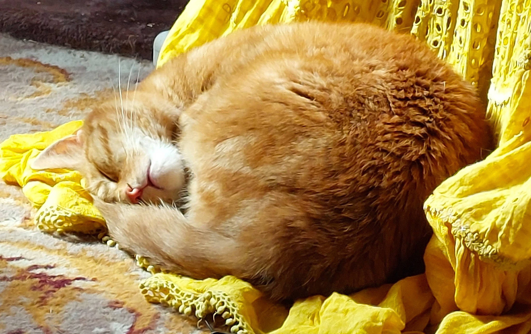 Ambrose joined the competition — help win amazing prizes! carnivore, cat, cat_supply, claw, comfort, domestic_short_haired_cat, fawn, felidae, fur, nap, paw, small_to_medium_sized_cats, tail, terrestrial_animal, whiskers, wildlife, wood, yellow