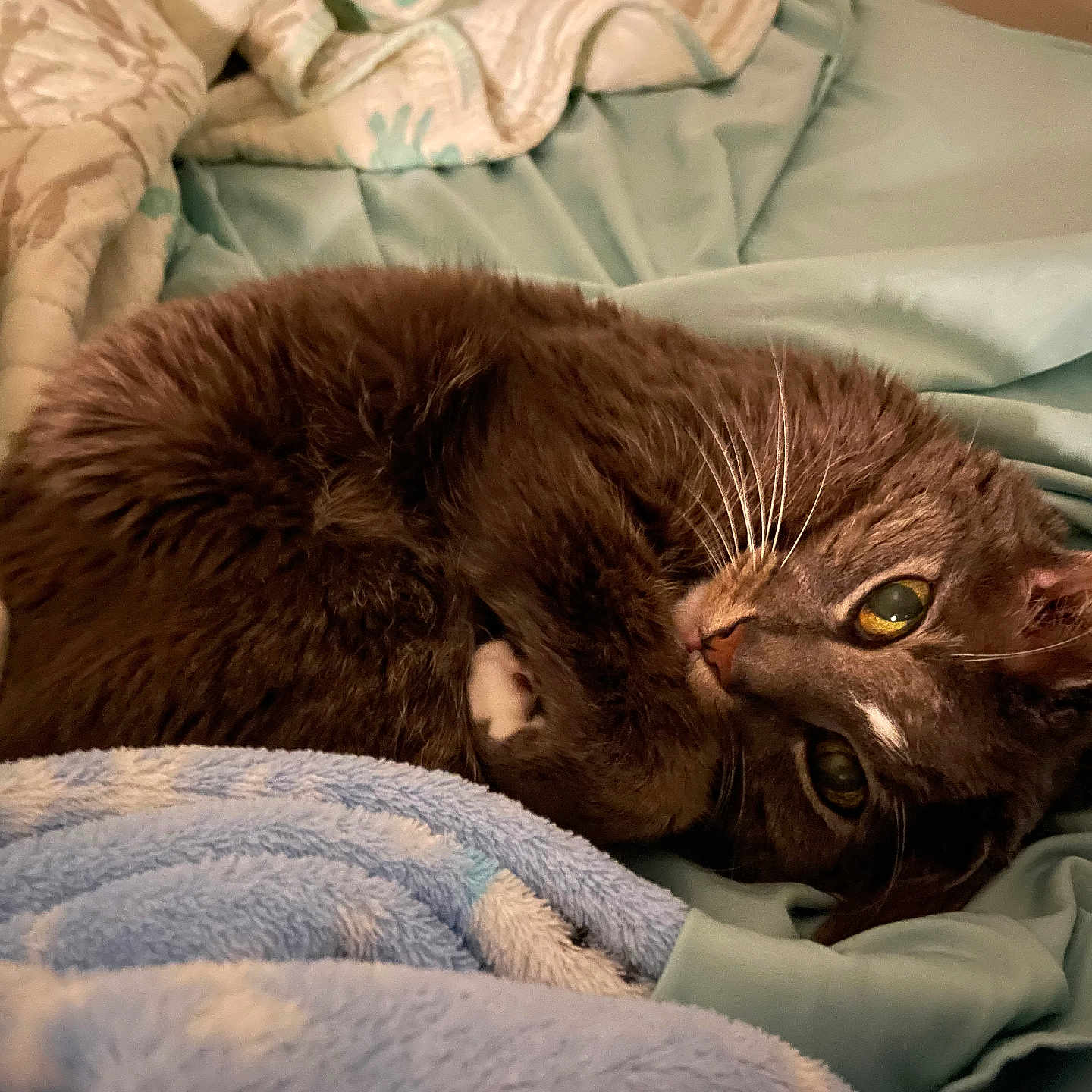 Pebbles is registered to the contest to win money with this photo: abyssinian, animal, bed, bedroom, blanket, cat, couch, furniture, homedecor, indoors, kitten, laundry, linen, manx, person, pet, quilt, room, sleeping
