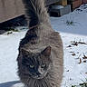 Smokey is registered to the contest to win money with this photo: cat, gray_cat, snow, outdoor, animal, pet, walking, tail_up, green_eyes, feline, winter, nature, fur, mammal, yard, brick_wall, wooden_deck, daylight, confident, alone