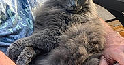 Smokey is registered to the contest to win money with this photo: cat, gray_cat, fluffy_cat, pet, lap, person, arm, blue_tshirt, outdoor, patio, brick_wall, table, relaxing, furniture, sunlight, closeup, animal, domestic_cat, resting, cozy