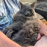 cat, gray_cat, fluffy_cat, pet, lap, person, arm, blue_tshirt, outdoor, patio, brick_wall, table, relaxing, furniture, sunlight, closeup, animal, domestic_cat, resting, cozy