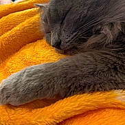 Smokey is registered to the contest to win money with this photo: cat, sleeping, gray_fur, close_up, paw, blanket, orange, soft_texture, indoor, cozy, resting, pet, animal, fur, relaxation, home, remote_control, comfort, domestic, cute