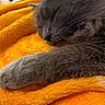 cat, sleeping, gray_fur, close_up, paw, blanket, orange, soft_texture, indoor, cozy, resting, pet, animal, fur, relaxation, home, remote_control, comfort, domestic, cute