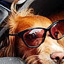 animal, car_interior, close_up, companion, cute, dog, domestic_animal, fur, golden_retriever, head, laying_down, mammal, nose, pet, portrait, relaxed, seat, sunglasses, whiskers, window_reflection