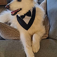 Omalley a rejoint le concours — aidez-le/la à gagner de superbes lots ! dog, white_dog, bowtie, couch, indoor, pet, happy, relaxed, furniture, living_room, home_decor, door, canine, animal, tongue_out, fluffy, paw, sitting, portrait, domestic_animal