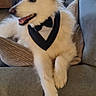 dog, white_dog, bowtie, couch, indoor, pet, happy, relaxed, furniture, living_room, home_decor, door, canine, animal, tongue_out, fluffy, paw, sitting, portrait, domestic_animal