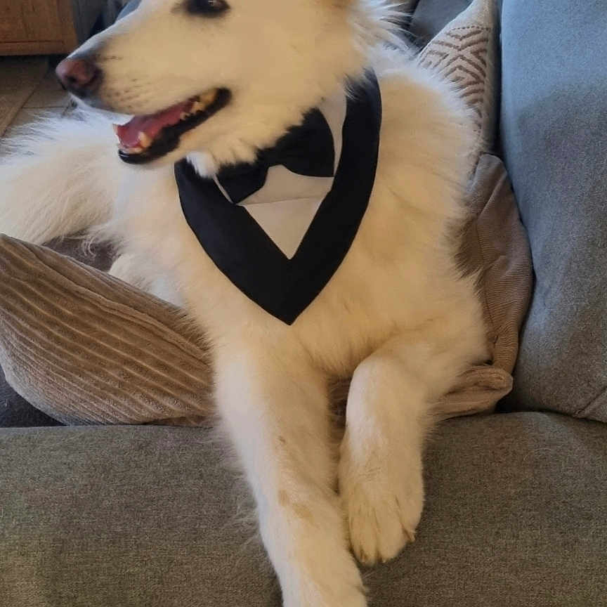 Omalley a rejoint le concours — aidez-le/la à gagner de superbes lots ! dog, white_dog, bowtie, couch, indoor, pet, happy, relaxed, furniture, living_room, home_decor, door, canine, animal, tongue_out, fluffy, paw, sitting, portrait, domestic_animal