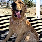 Denver joined the competition — help win amazing prizes! dog, golden_retriever, bow_tie, bench, outdoor, sunny, park, tongue_out, happy, pet, animal, smiling, metal_bench, tree, fence, nature, daytime, canine, friendly, leisure