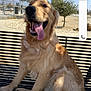 dog, golden_retriever, bow_tie, bench, outdoor, sunny, park, tongue_out, happy, pet, animal, smiling, metal_bench, tree, fence, nature, daytime, canine, friendly, leisure