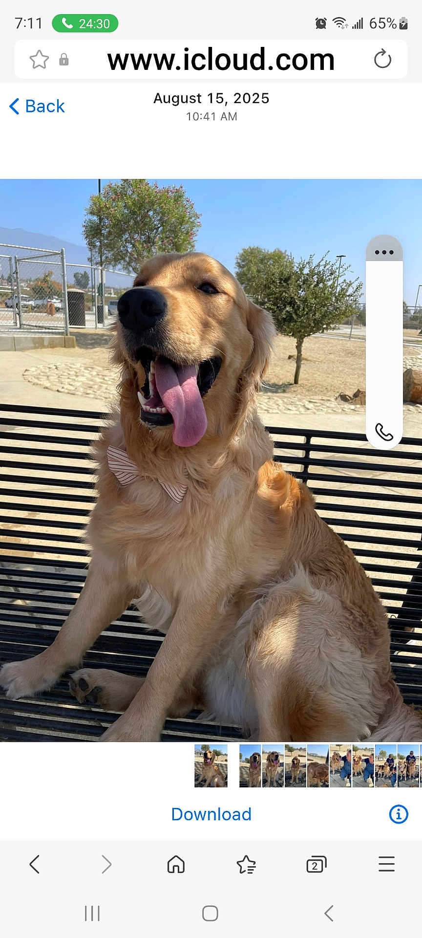 Denver joined the competition — help win amazing prizes! dog, golden_retriever, bow_tie, bench, outdoor, sunny, park, tongue_out, happy, pet, animal, smiling, metal_bench, tree, fence, nature, daytime, canine, friendly, leisure
