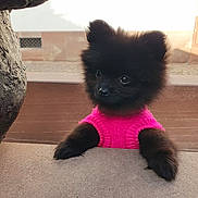 Kuri a rejoint le concours — aidez-le/la à gagner de superbes lots ! dog, puppy, black_fur, pink_sweater, curious, cute, pet, animal, outdoor, stone_ledge, small, fluffy, fur, eyes, ears, nose, paws, portrait, daylight, background