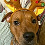 Diesel is registered to the contest to win money with this photo: dog, brown_dog, reindeer_antlers, costume, close_up, pet, indoor, couch, pillows, chain_collar, button_decorations, holiday, festive, animal, mammal, nose, ears, face, fur, cute