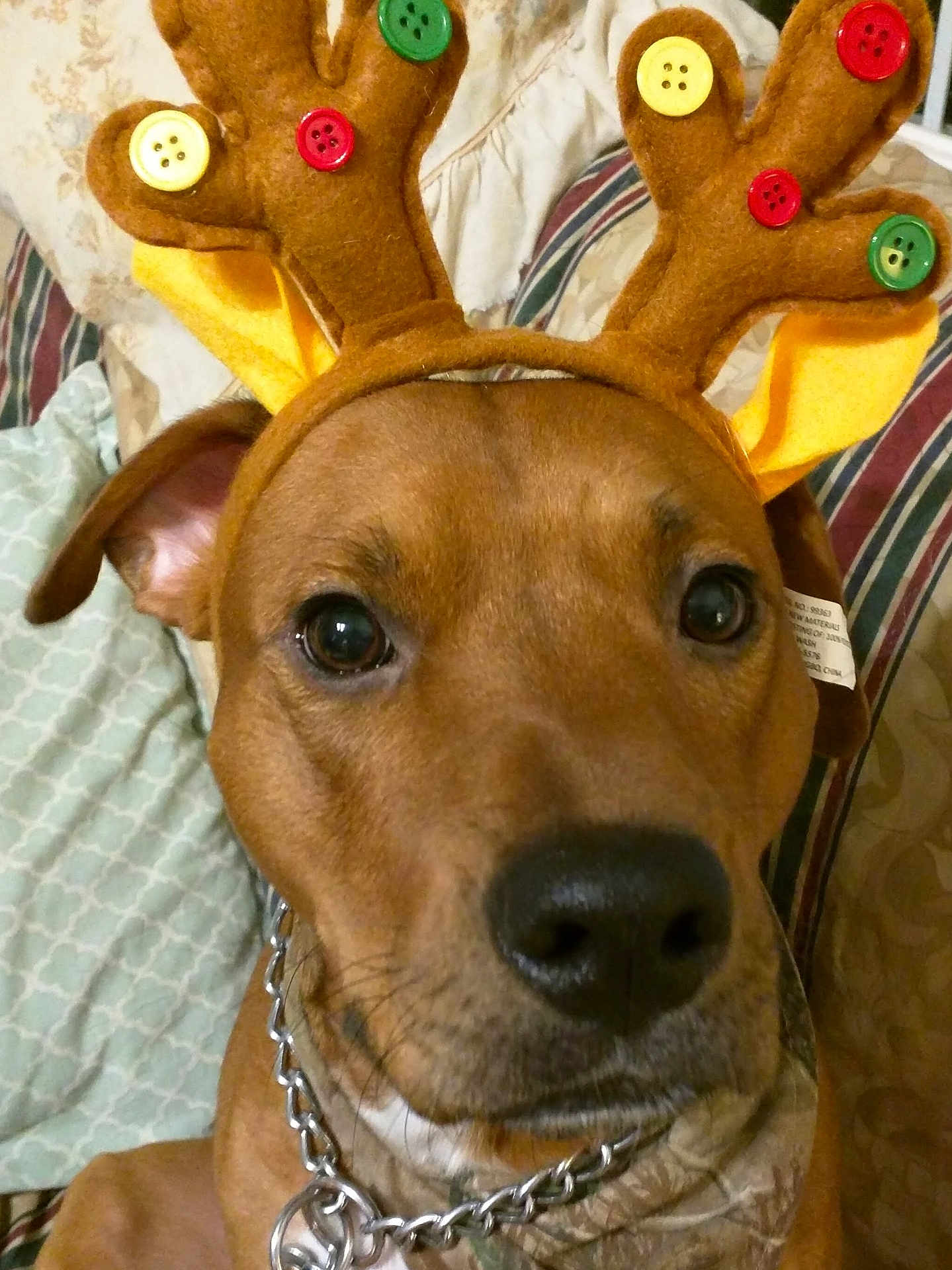 Diesel is registered to the contest to win money with this photo: dog, brown_dog, reindeer_antlers, costume, close_up, pet, indoor, couch, pillows, chain_collar, button_decorations, holiday, festive, animal, mammal, nose, ears, face, fur, cute