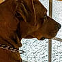 dog, brown_dog, side_view, window, chain_collar, indoor, pet, canine, looking_out, profile, fur, domestic_animal, animal, close_up, calm, quiet, daylight, window_screen, resting, observing