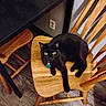 black_cat, cat, wooden_chair, chair, wooden_floor, furniture, indoor, pet, animal, floor, collar, tag, curious, resting, domestic_cat, looking_up, home, cozy, quiet, calm