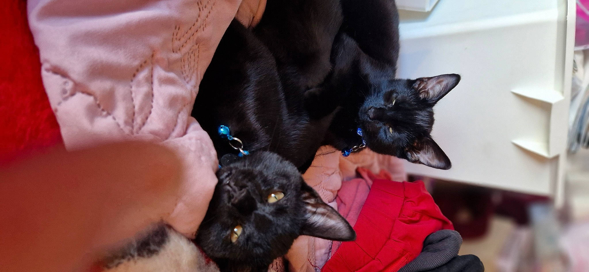 Nova is registered to the contest to win money with this photo: black_cat, bombay, canidae, carnivore, cat, claw, comfort, companion_dog, dog_breed, domestic_short_haired_cat, ear, felidae, fur, gesture, havana_brown, nail, paw, small_to_medium_sized_cats, tail, whiskers