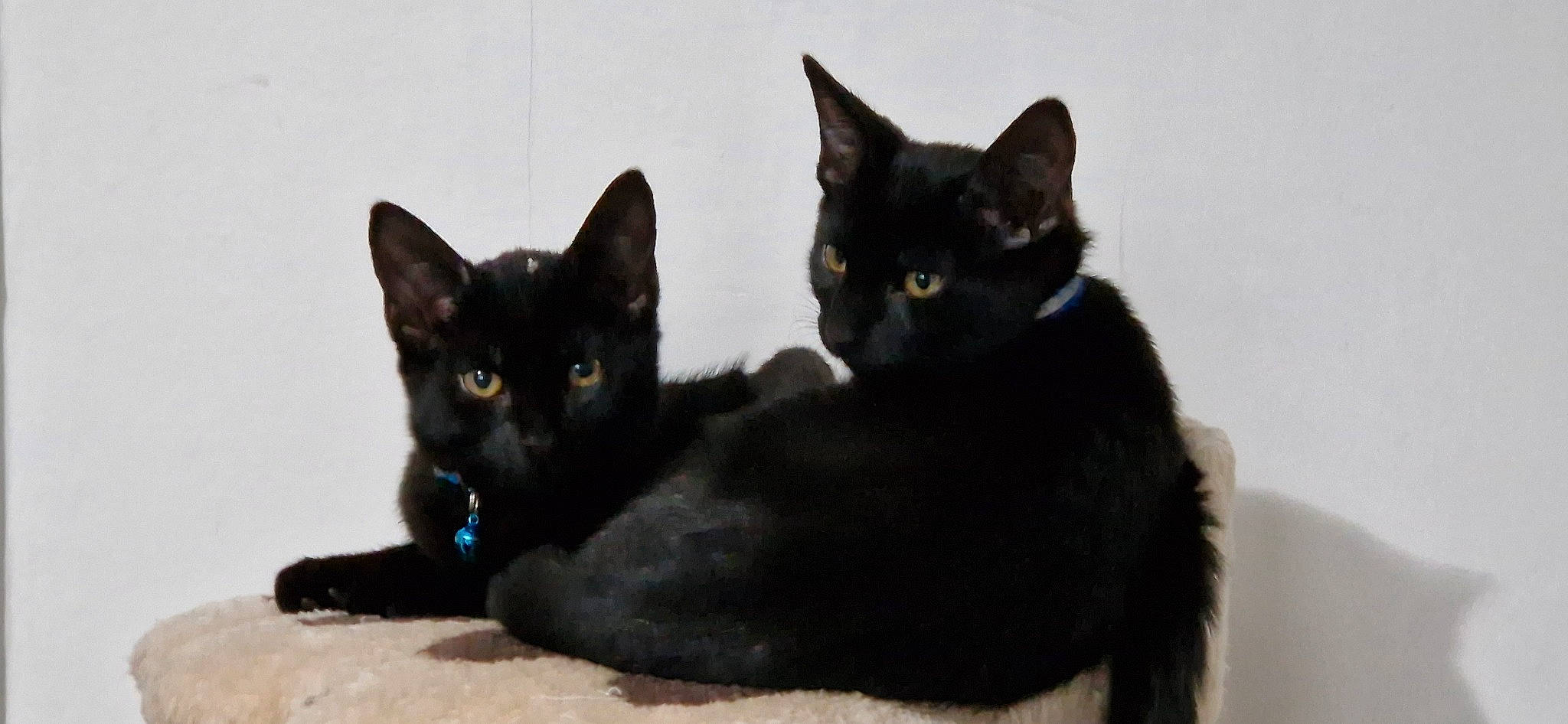 Nova is registered to the contest to win money with this photo: black_cat, bombay, carnivore, cat, cat_furniture, cat_supply, domestic_short_haired_cat, felidae, fur, havana_brown, paw, small_to_medium_sized_cats, snout, tail, terrestrial_animal, whiskers, window