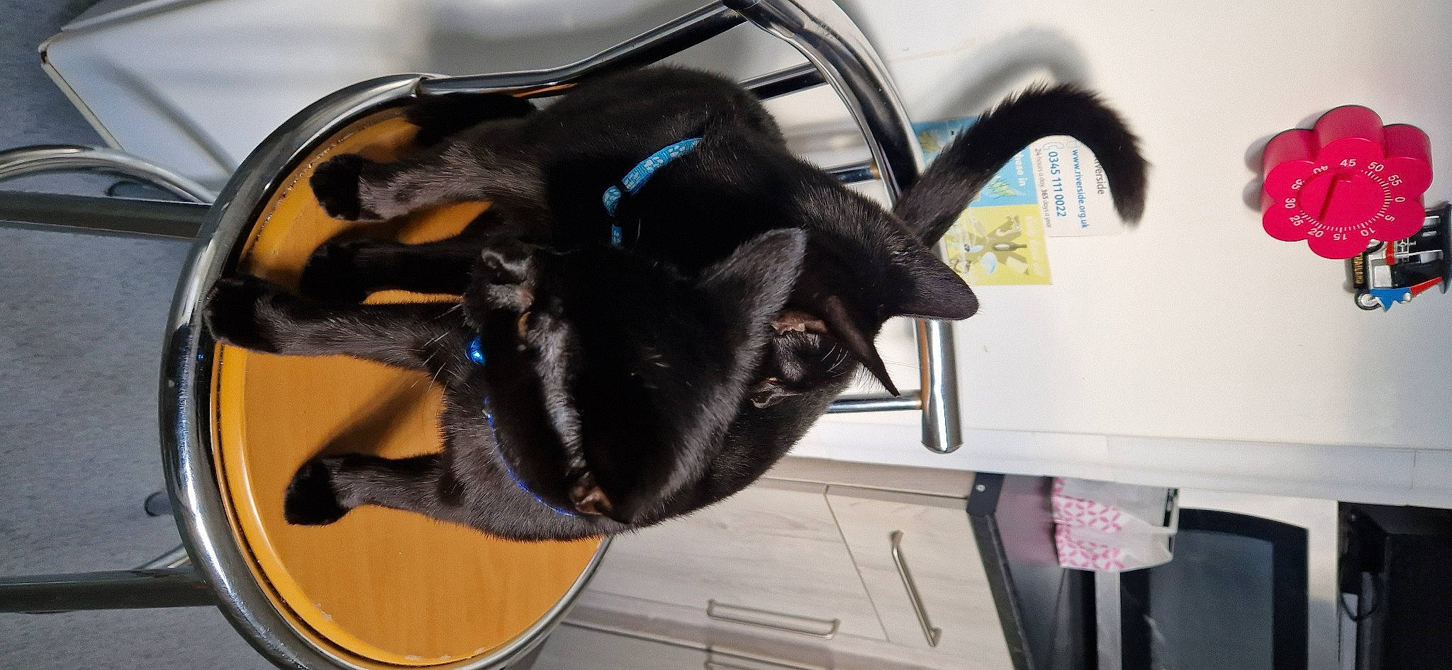 Nova is registered to the contest to win money with this photo: auto_part, automotive_design, bag, electric_blue, fashion_accessory, hat, helmet, hood, personal_protective_equipment, plant, rim