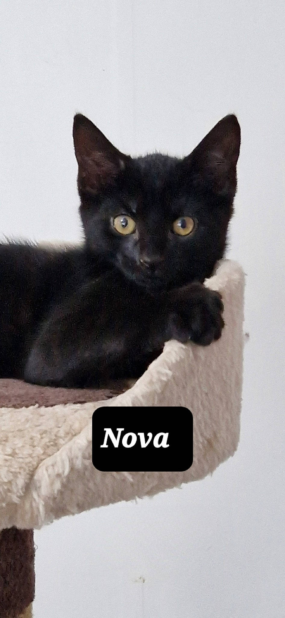 Nova joined the competition — help win amazing prizes! black_cat, bombay, carnivore, cat, cat_furniture, cat_supply, comfort, domestic_short_haired_cat, felidae, font, fur, pet_supply, photo_caption, rectangle, small_to_medium_sized_cats, snout, whiskers