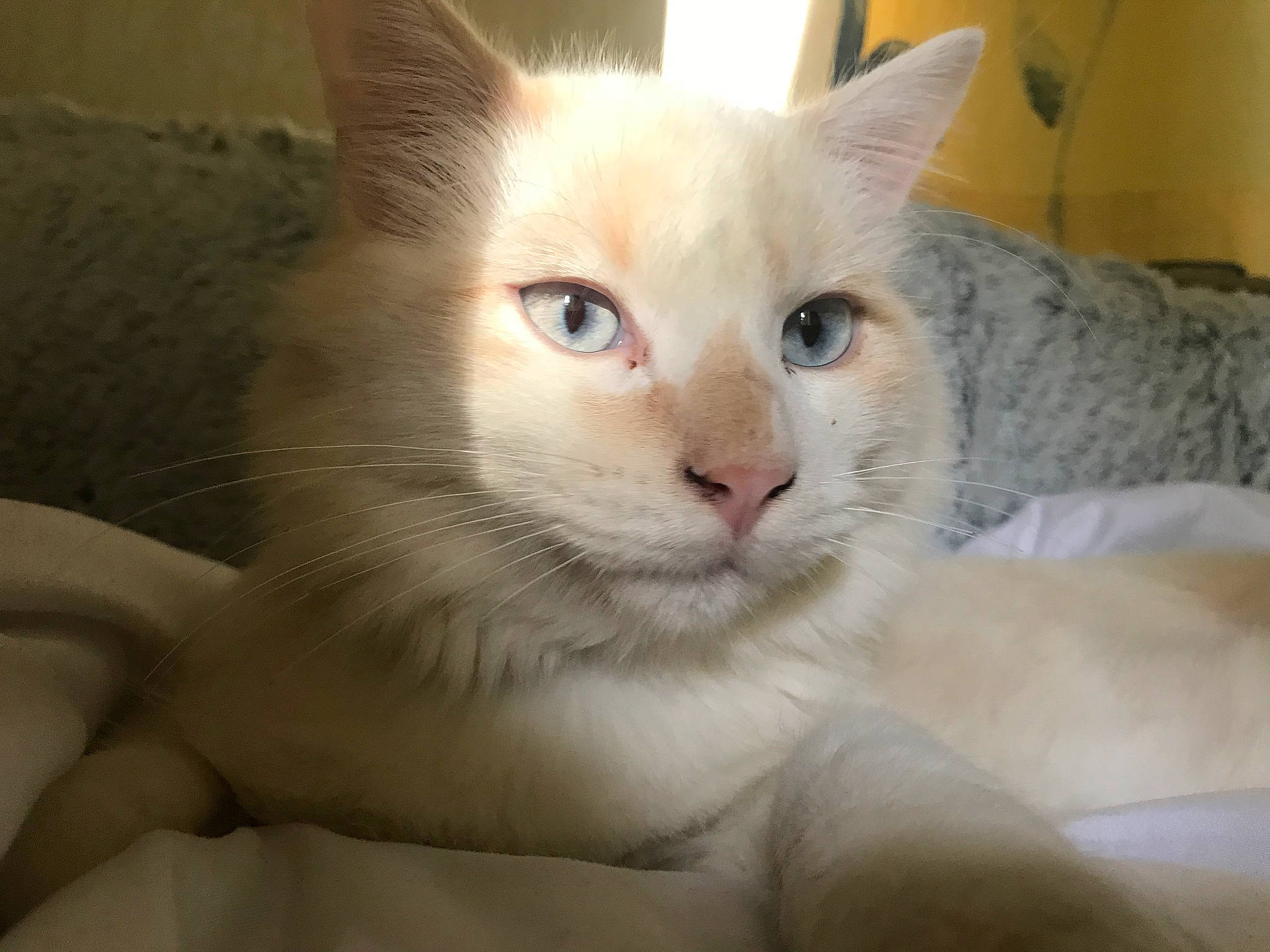 Osy a rejoint le concours — aidez-le/la à gagner de superbes lots ! aegean_cat, balinese, burmilla, cat, cat_like_mammal, colorpoint_shorthair, domestic_short_haired_cat, eye, javanese, khao_manee, kitten, nose, person, ragdoll, small_to_medium_sized_cats, snout, snowshoe, thai, tonkinese, turkish_van