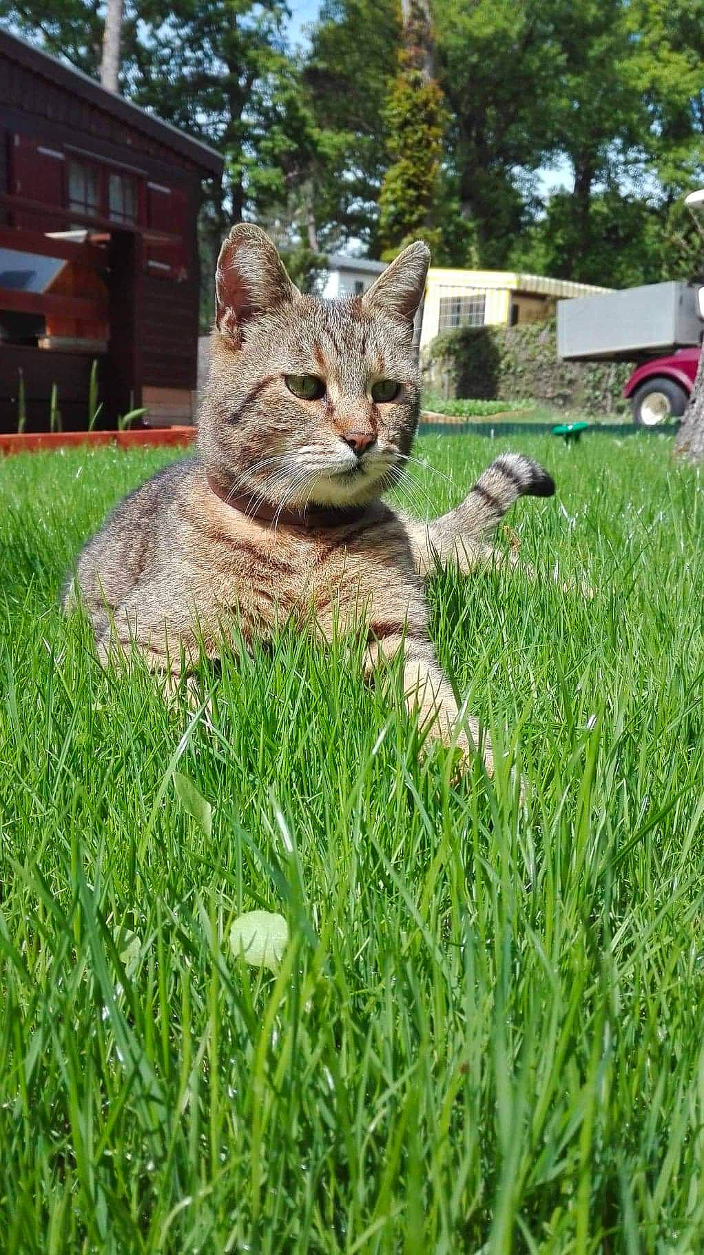 Pepino a rejoint le concours — aidez-le/la à gagner de superbes lots ! aegean_cat, carnivore, cat, domestic_short_haired_cat, european_shorthair, fawn, felidae, garden, grass, grass_family, lawn, ocicat, plant, small_to_medium_sized_cats, tabby_cat, whiskers, wild_cat