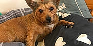 Bella is registered to the contest to win money with this photo: animal, bed, brown_dog, canine, cozy, cushion, cute, dog, domestic, ears, fur, furniture, heart_pattern, indoor, looking_at_camera, pet, pillow, relaxed, resting, wooden_bed_frame