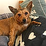 animal, bed, brown_dog, canine, cozy, cushion, cute, dog, domestic, ears, fur, furniture, heart_pattern, indoor, looking_at_camera, pet, pillow, relaxed, resting, wooden_bed_frame