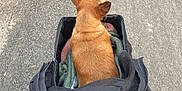 Bella is registered to the contest to win money with this photo: dog, stroller, blanket, pavement, road, pet, brown_dog, outdoor, walking, hand, animal, canine, leisure, pet_transport, cozy, fur, ears, sidewalk, urban, transportation