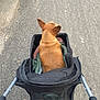 dog, stroller, blanket, pavement, road, pet, brown_dog, outdoor, walking, hand, animal, canine, leisure, pet_transport, cozy, fur, ears, sidewalk, urban, transportation